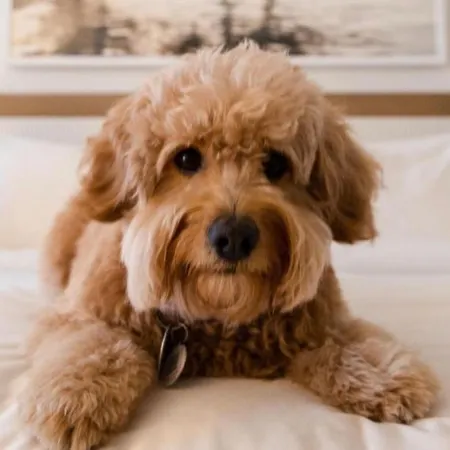 Apartamento Gryf In Old Town *